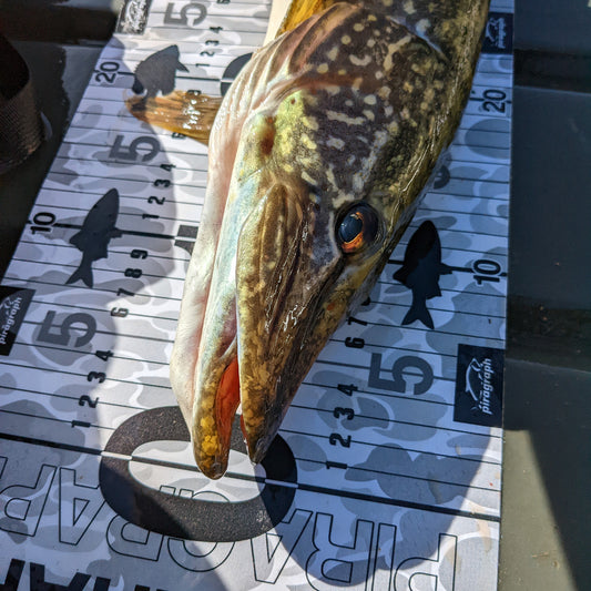 TOISE XL PIRAGRAPH INTERACTIVE